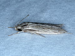 Leistarcha scitissimella