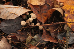 Marasmius wettsteinii