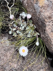 Helichrysum glaciale