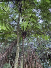 Cyatheaceae