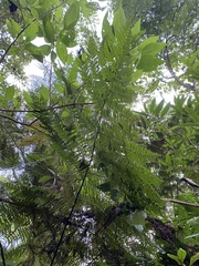 Cyatheaceae