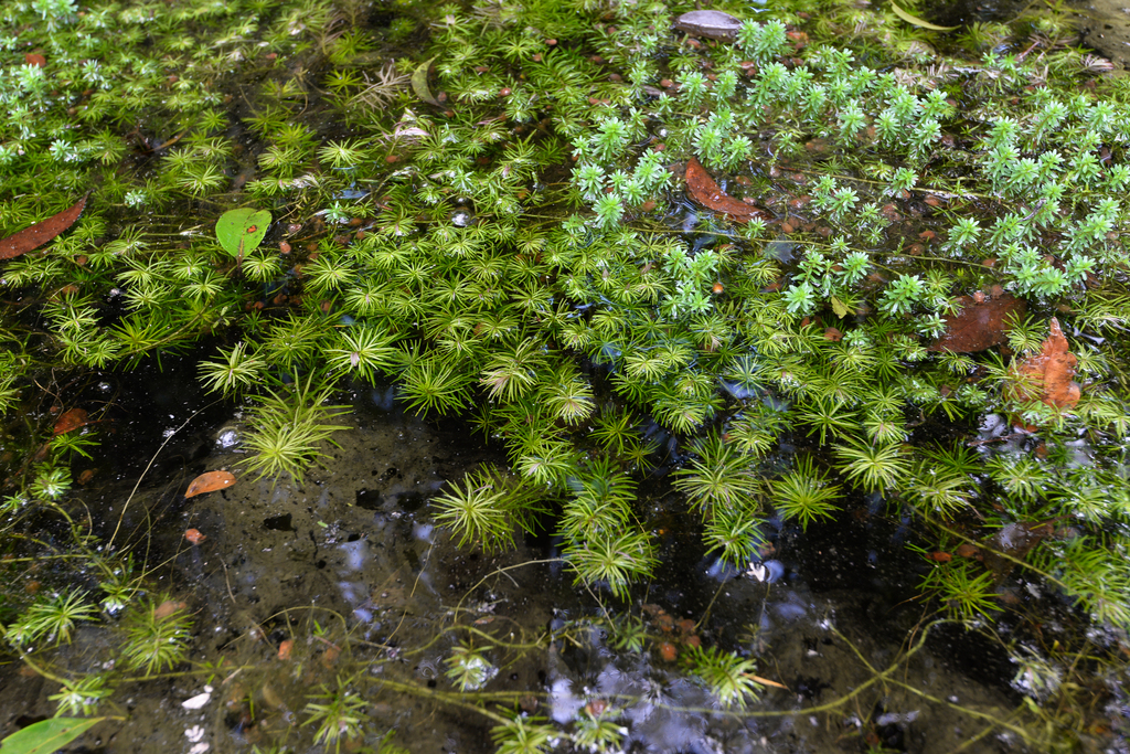 Rotale de Wallich (Rotala wallichii)