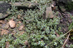 Rotala rotundifolia