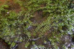 Rotala rotundifolia