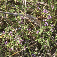 Thymus pulegioides