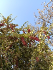 Gymnosporia senegalensis