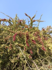 Gymnosporia senegalensis