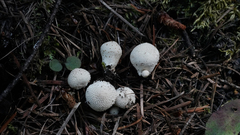 Vascellum lloydianum