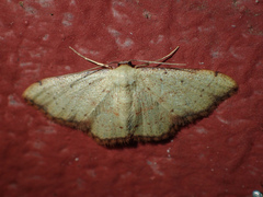 Idaea craspedota