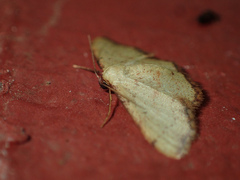 Idaea craspedota