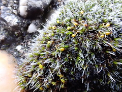 Grimmia orbicularis