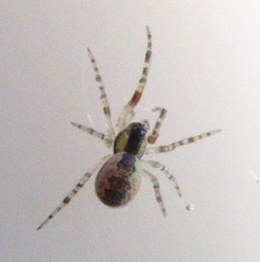 Anelosimus vittatus