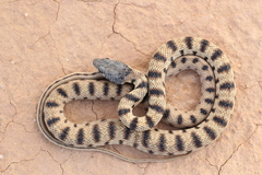 Hemorrhois algirus algirus