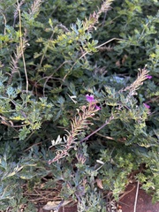 Glandularia aristigera