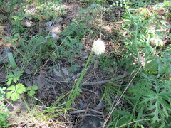 Allium stellerianum