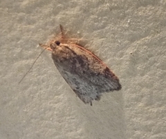 Oligoloba