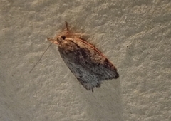 Oligoloba