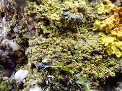 Flavoplaca