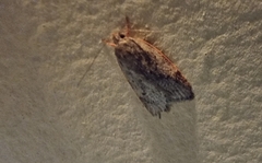 Oligoloba