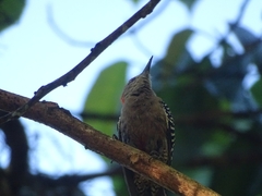 Melanerpes rubricapillus