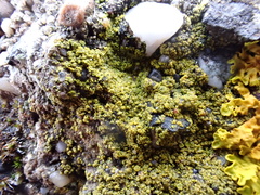Flavoplaca