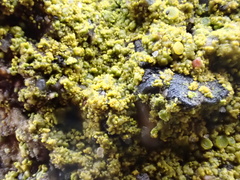 Flavoplaca