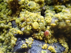 Flavoplaca