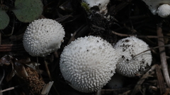 Vascellum lloydianum