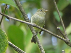 Empidonax flaviventris