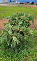 Solanum falciforme