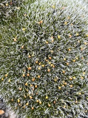 Grimmia orbicularis