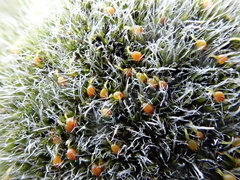 Grimmia orbicularis