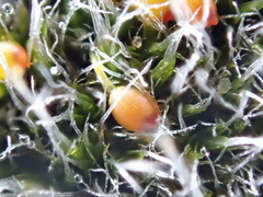 Grimmia orbicularis