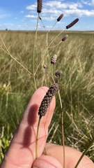 Eryngium ebracteatum