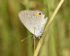 Eicochrysops messapus
