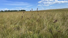 Eryngium ebracteatum