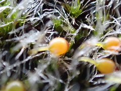 Grimmia orbicularis