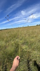 Eryngium ebracteatum
