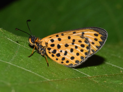 Pardopsis punctatissima