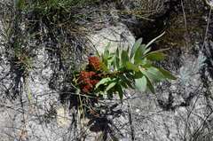 Protea witches broom phytoplasma