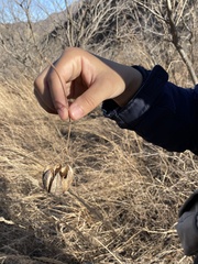 Aristolochia contorta