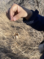 Aristolochia contorta