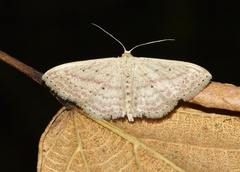 Scopula