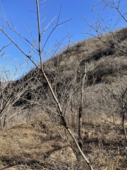 Aristolochia contorta