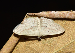 Scopula