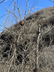 Aristolochia contorta