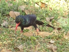 Phoeniculus purpureus