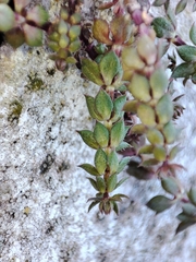 Sherardia arvensis
