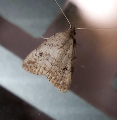 Tolpiodes oligolasia