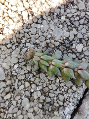 Sherardia arvensis